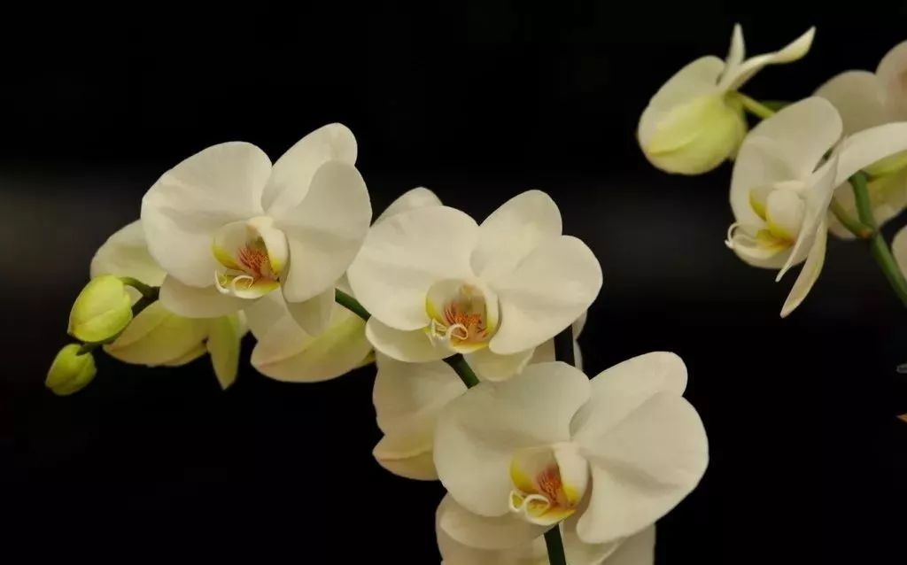 家里养的花掉叶子怎么处理,栀子花叶子发黄干枯掉叶子怎么办