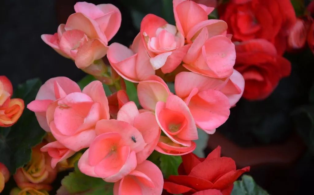 家里养的花掉叶子怎么处理,栀子花叶子发黄干枯掉叶子怎么办