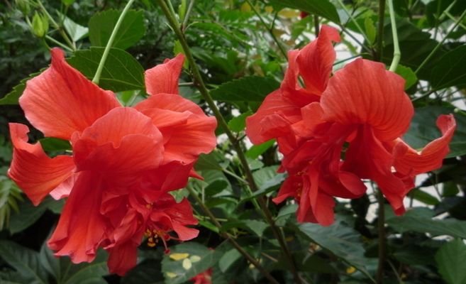 家里养的花掉叶子怎么处理,栀子花叶子发黄干枯掉叶子怎么办