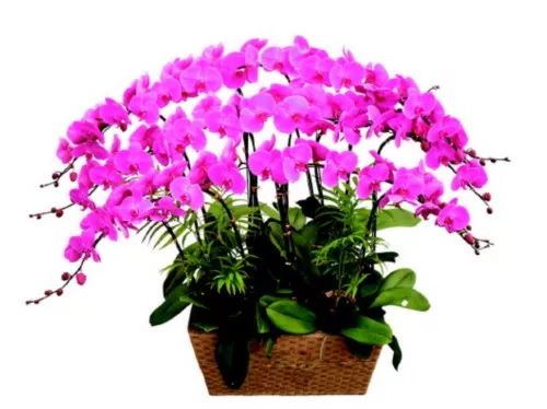 家里养的花掉叶子怎么处理,栀子花叶子发黄干枯掉叶子怎么办