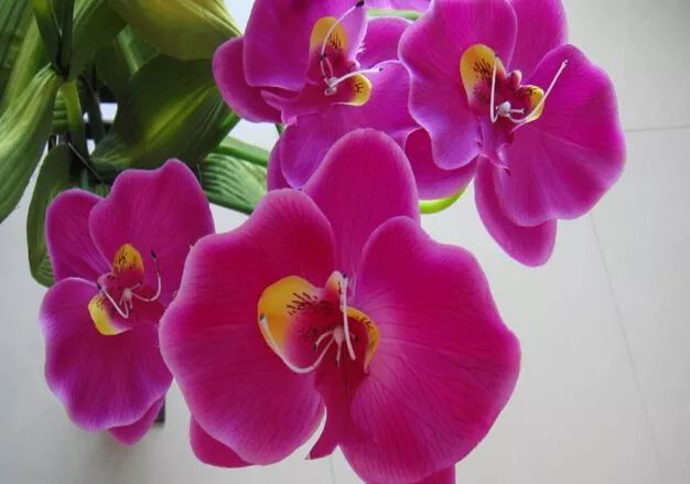 家里养的花掉叶子怎么处理,栀子花叶子发黄干枯掉叶子怎么办