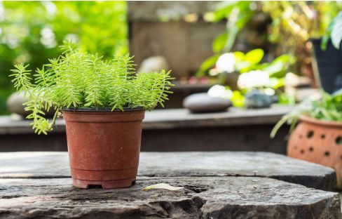 过期药片是个宝千万别扔掉,过期药片变废为宝