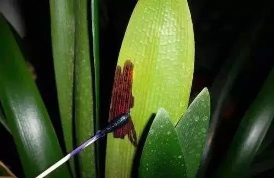 过期药片是个宝千万别扔掉,过期药片变废为宝