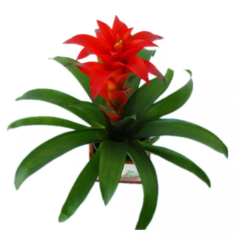 家里养的花掉叶子怎么处理,栀子花叶子发黄干枯掉叶子怎么办