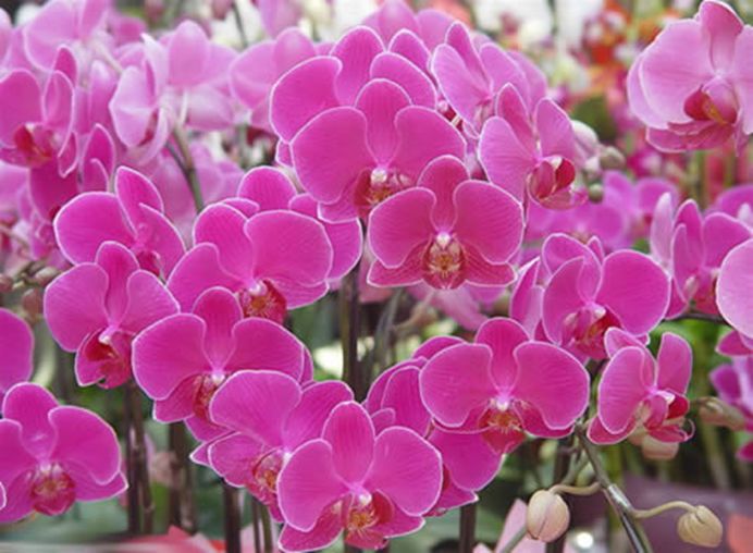 家里养的花掉叶子怎么处理,栀子花叶子发黄干枯掉叶子怎么办