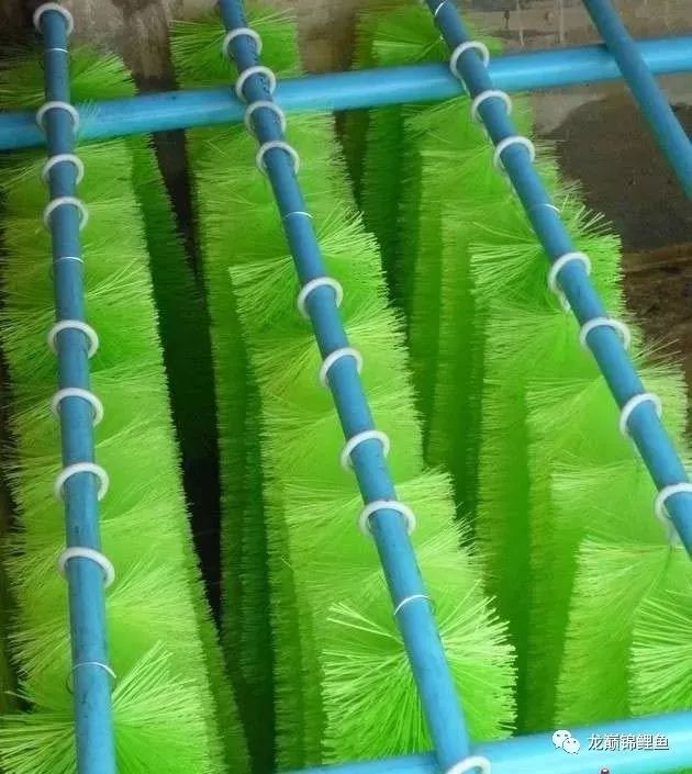 鱼缸PH值怎么调整,小苏打调节龙鱼鱼缸ph值用量多少