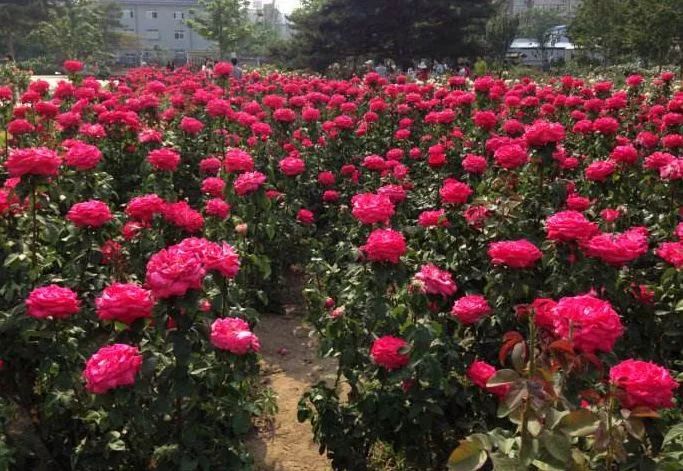 北京游玩一年不重样,一天游北京攻略大全