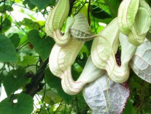 马兜铃多少钱一斤收购,贯叶马兜铃多少钱一斤