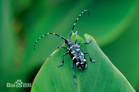 天牛是常见的什么害虫,天牛都是害虫么