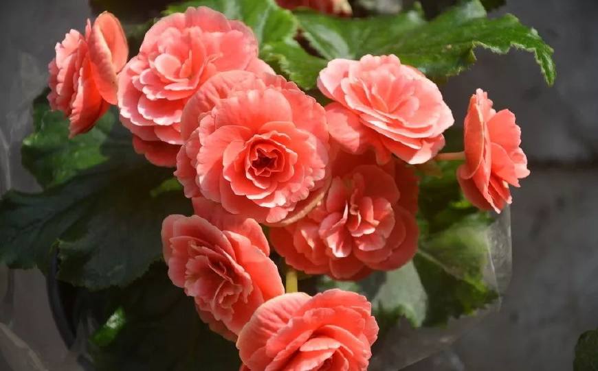 花叶子干枯一碰就掉怎么补救,杜鹃花叶子干枯一碰就掉