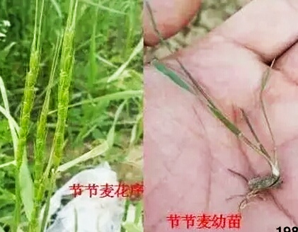 除节节麦的除草剂,防治节节麦最好的除草剂