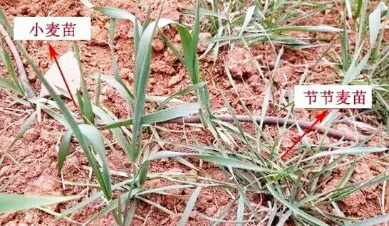 除节节麦的除草剂,防治节节麦最好的除草剂