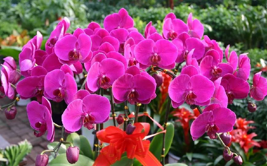 花叶子干枯一碰就掉怎么补救,杜鹃花叶子干枯一碰就掉