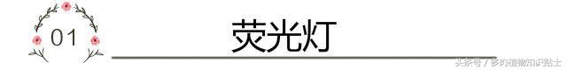 缺光照射多肉,多肉缺光怎样预防徒长