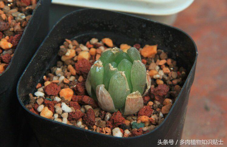 缺光照射多肉,多肉缺光怎样预防徒长