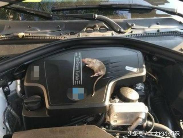 怎么去除汽车上腐烂食物,怎么去除车上的动物有腐臭味