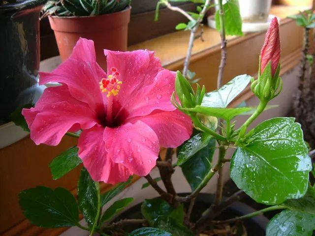 花叶子干枯一碰就掉怎么补救,杜鹃花叶子干枯一碰就掉