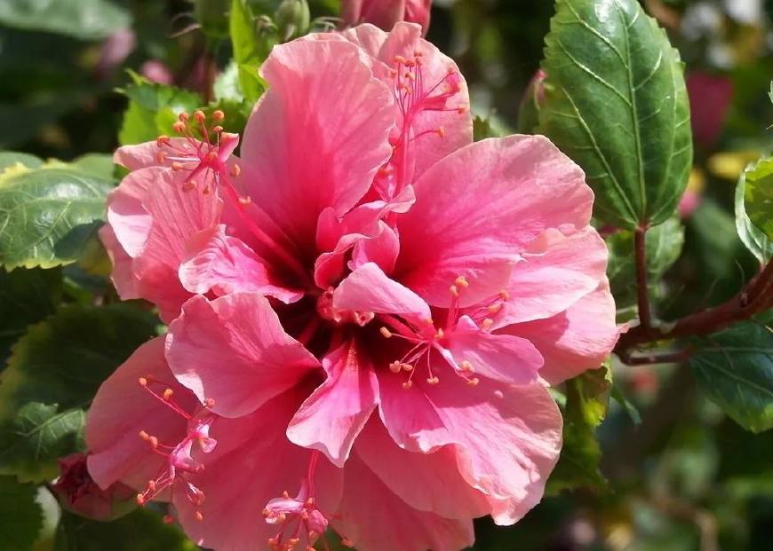 花叶子干枯一碰就掉怎么补救,杜鹃花叶子干枯一碰就掉