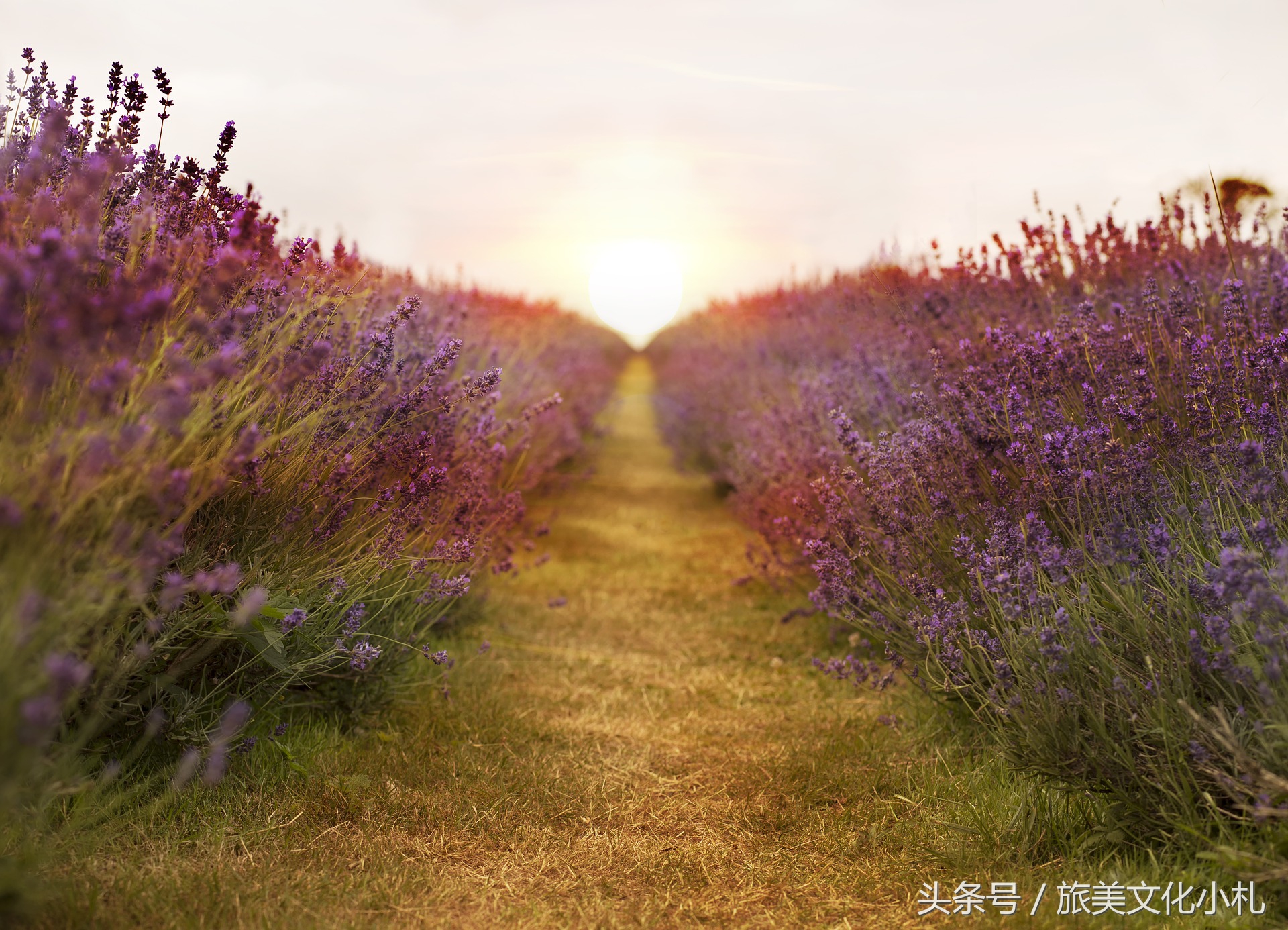 薰衣草花语代表爱情,衣草的花语是等待幸福