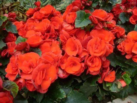 花叶子干枯一碰就掉怎么补救,杜鹃花叶子干枯一碰就掉