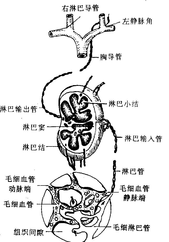 胃癌左锁骨淋巴结转移能活多久,胃癌浅表淋巴结转移