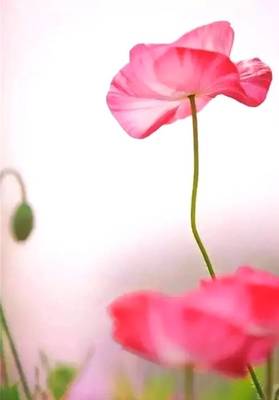 适合书法创作的五言诗句,最适合书法创作的36首诗词