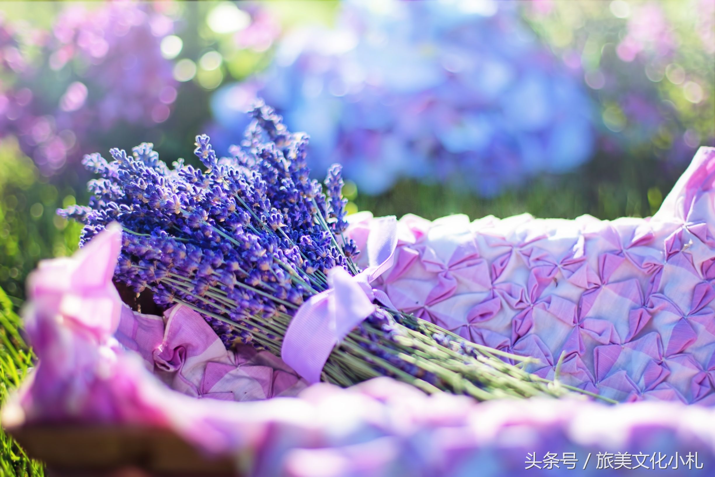 薰衣草花语代表爱情,衣草的花语是等待幸福