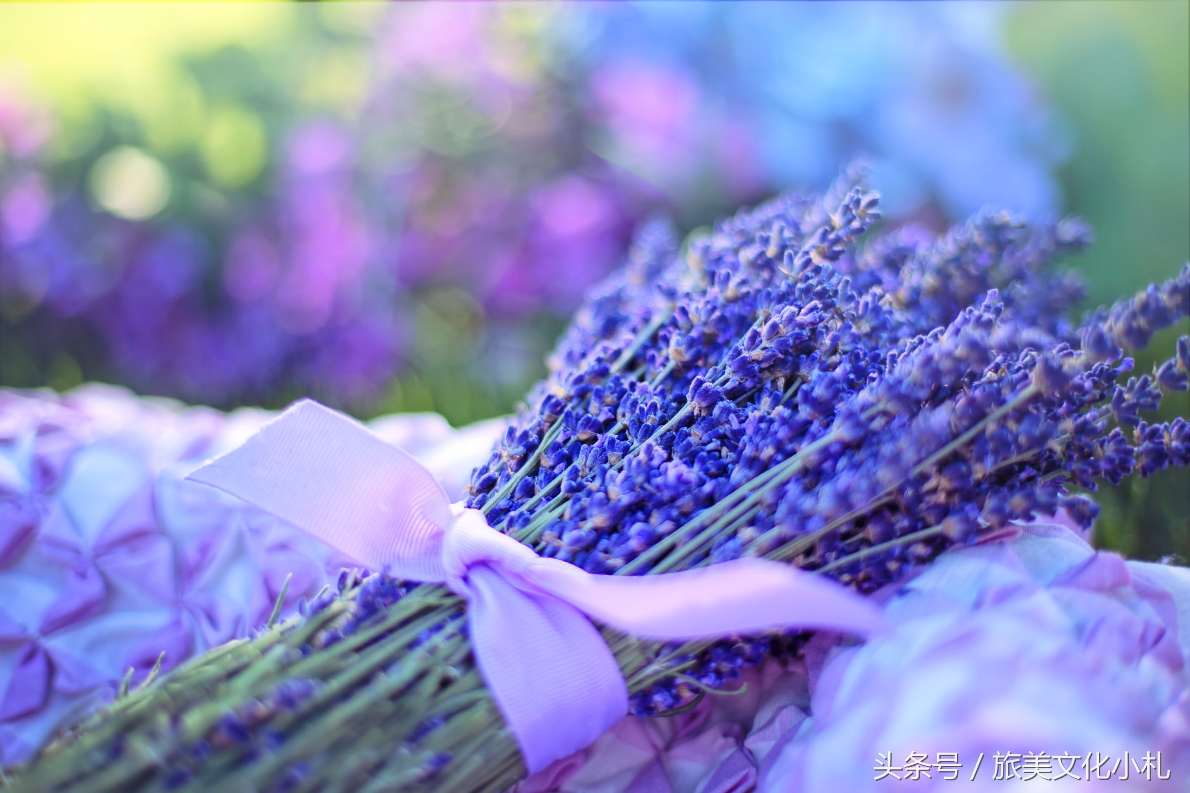 薰衣草花语代表爱情,衣草的花语是等待幸福