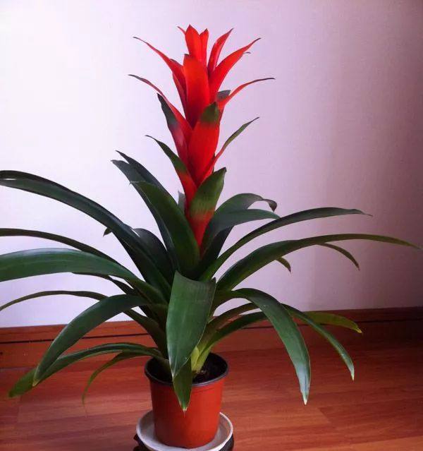 花叶子干枯一碰就掉怎么补救,杜鹃花叶子干枯一碰就掉