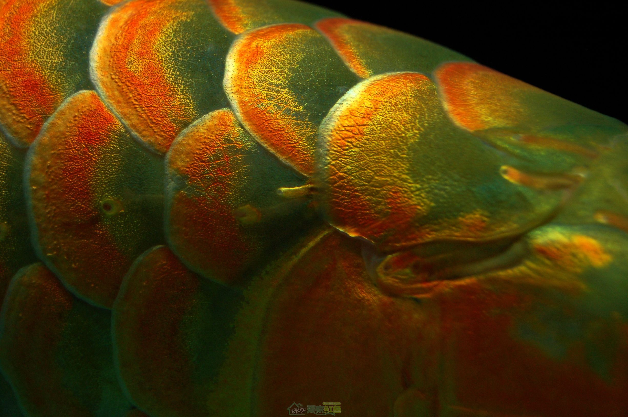 [龙鱼]顺水而为，则龙魟无忧