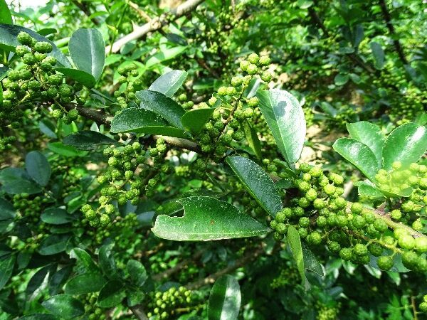 花椒油拌凉菜起到什么作用,花椒油凉拌面条