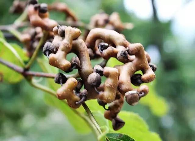 霜冻季节吃什么食物好,农村有6样东西以后最值钱