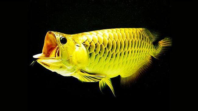 43公分宽的鱼缸可以养多大的龙鱼,鱼缸宽50能养龙鱼么