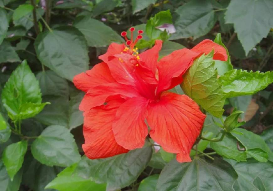 花叶子干枯一碰就掉怎么补救,杜鹃花叶子干枯一碰就掉