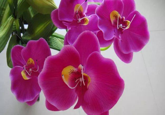 花叶子干枯一碰就掉怎么补救,杜鹃花叶子干枯一碰就掉