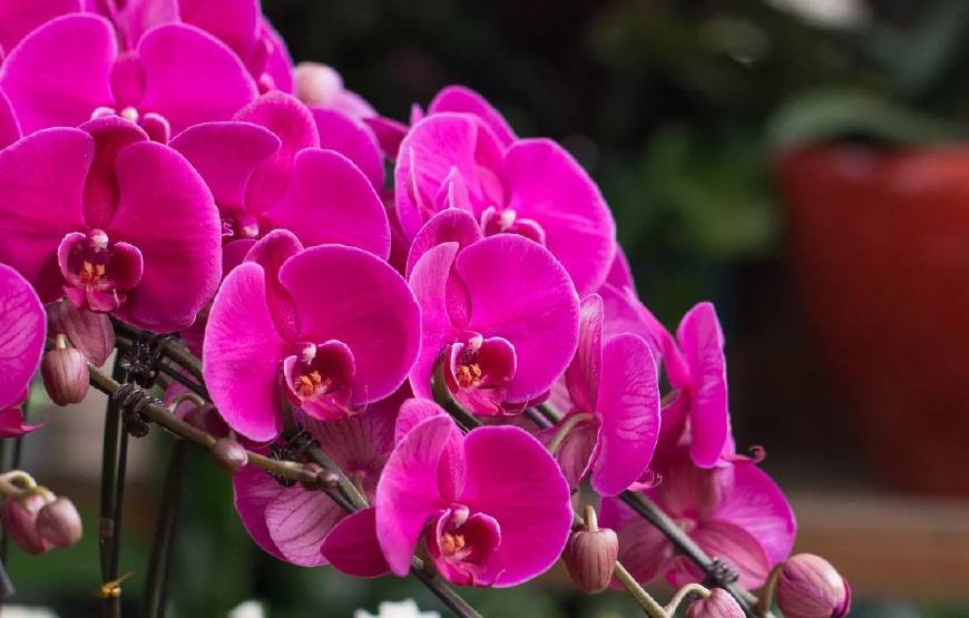 花叶子干枯一碰就掉怎么补救,杜鹃花叶子干枯一碰就掉