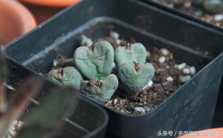 缺光照射多肉,多肉缺光怎样预防徒长