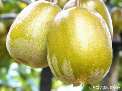 红阳猕猴桃品种简介,红阳红心猕猴桃种植技术