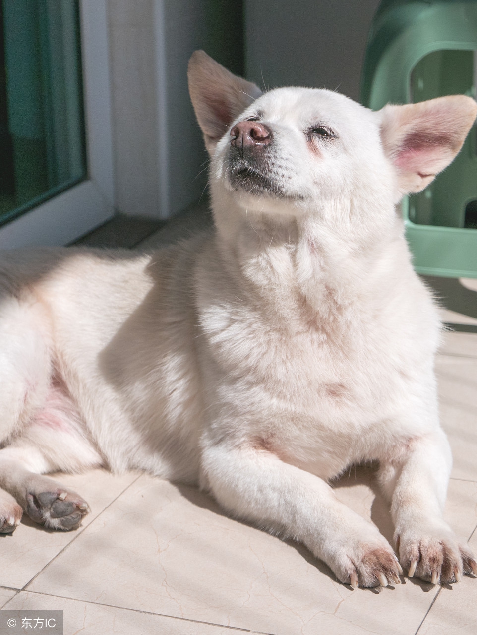 狗狗除了吃狗粮还能吃哪些肉,狗狗到底能不能吃熟骨头