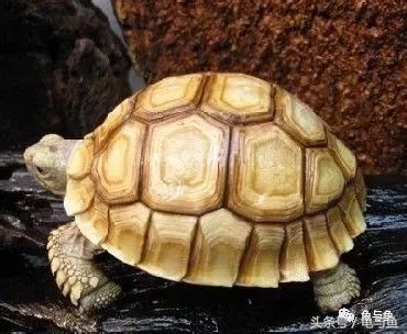 四爪陆龟的正确养法,苏卡达陆龟和赫尔曼陆龟啥样子