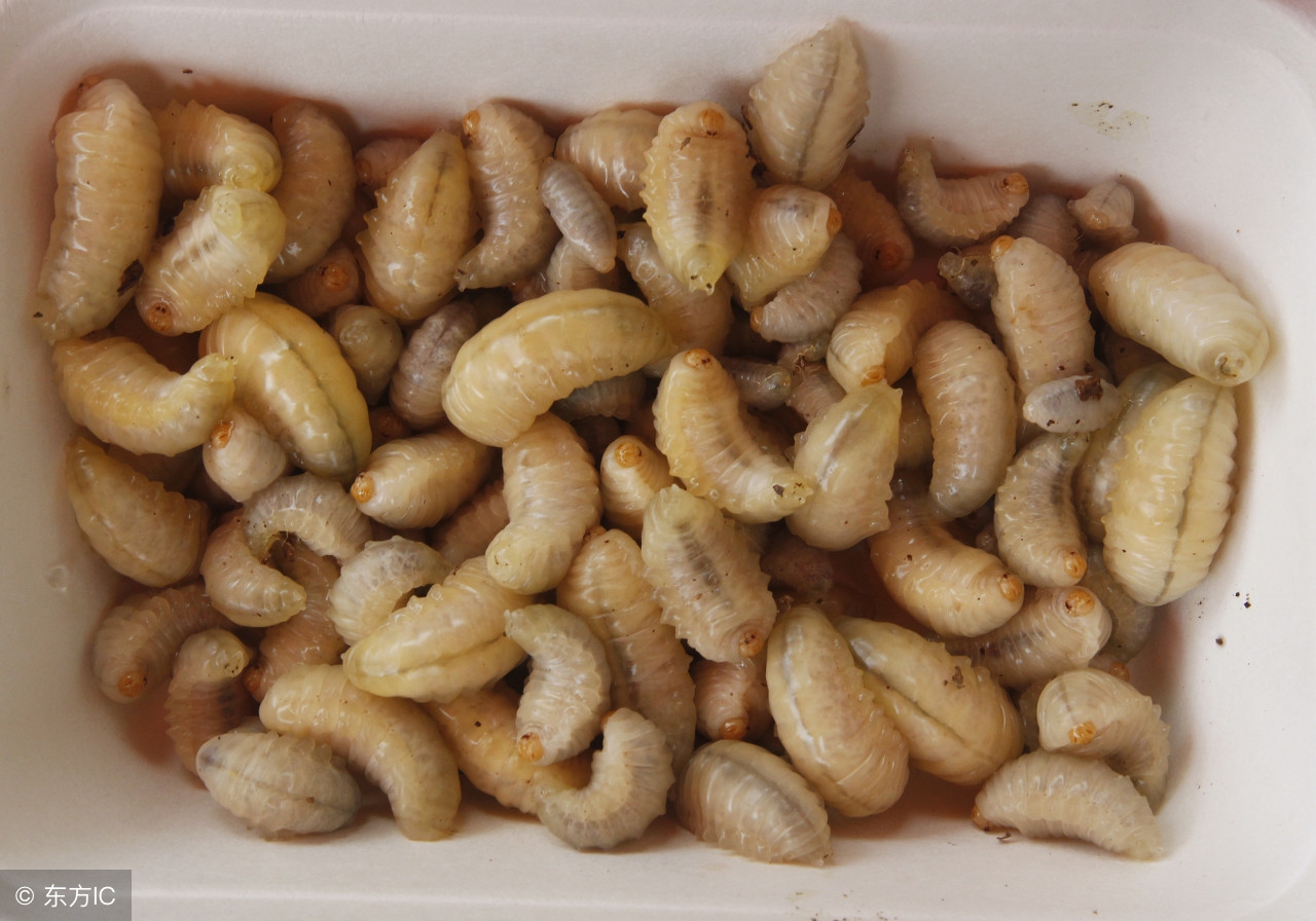 什么药适合驱赶蛇虫鼠蚁,农村怎么防蛇虫鼠蚁进屋