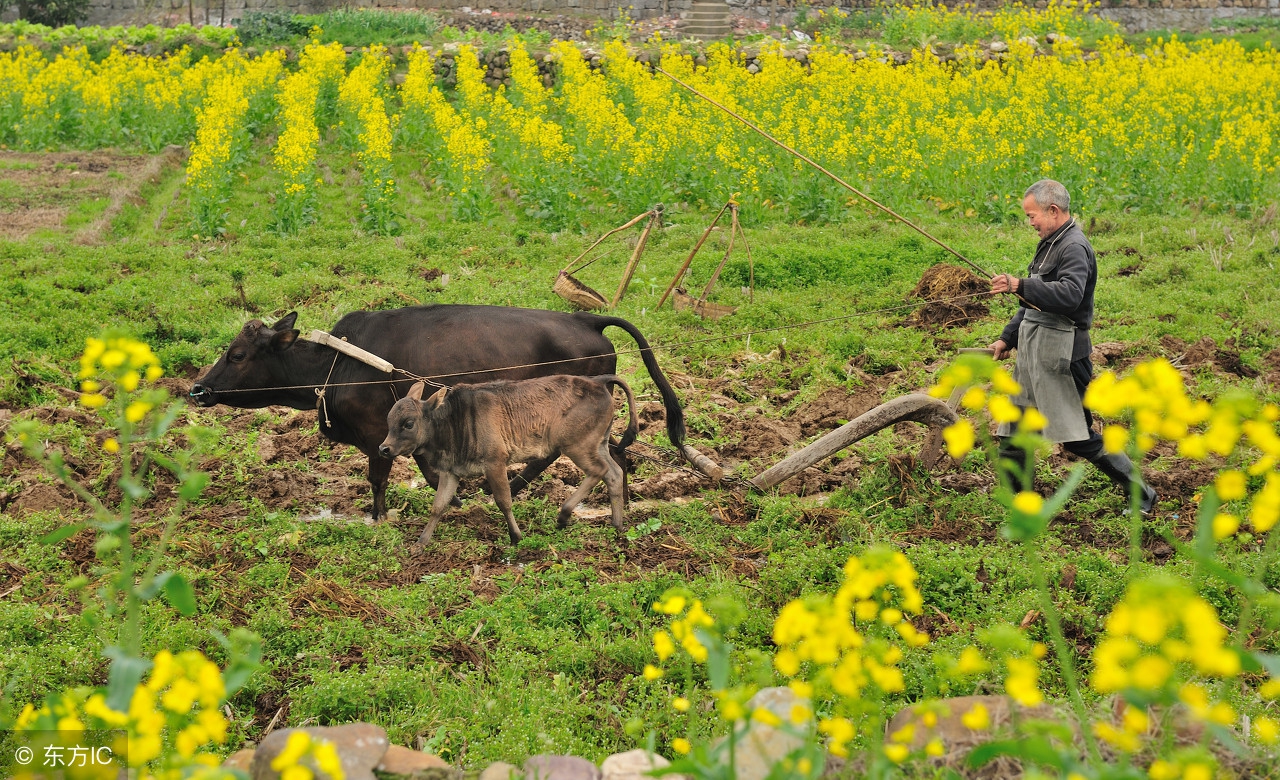 农村电子商务平台建设方案,农村电子商务运营方式