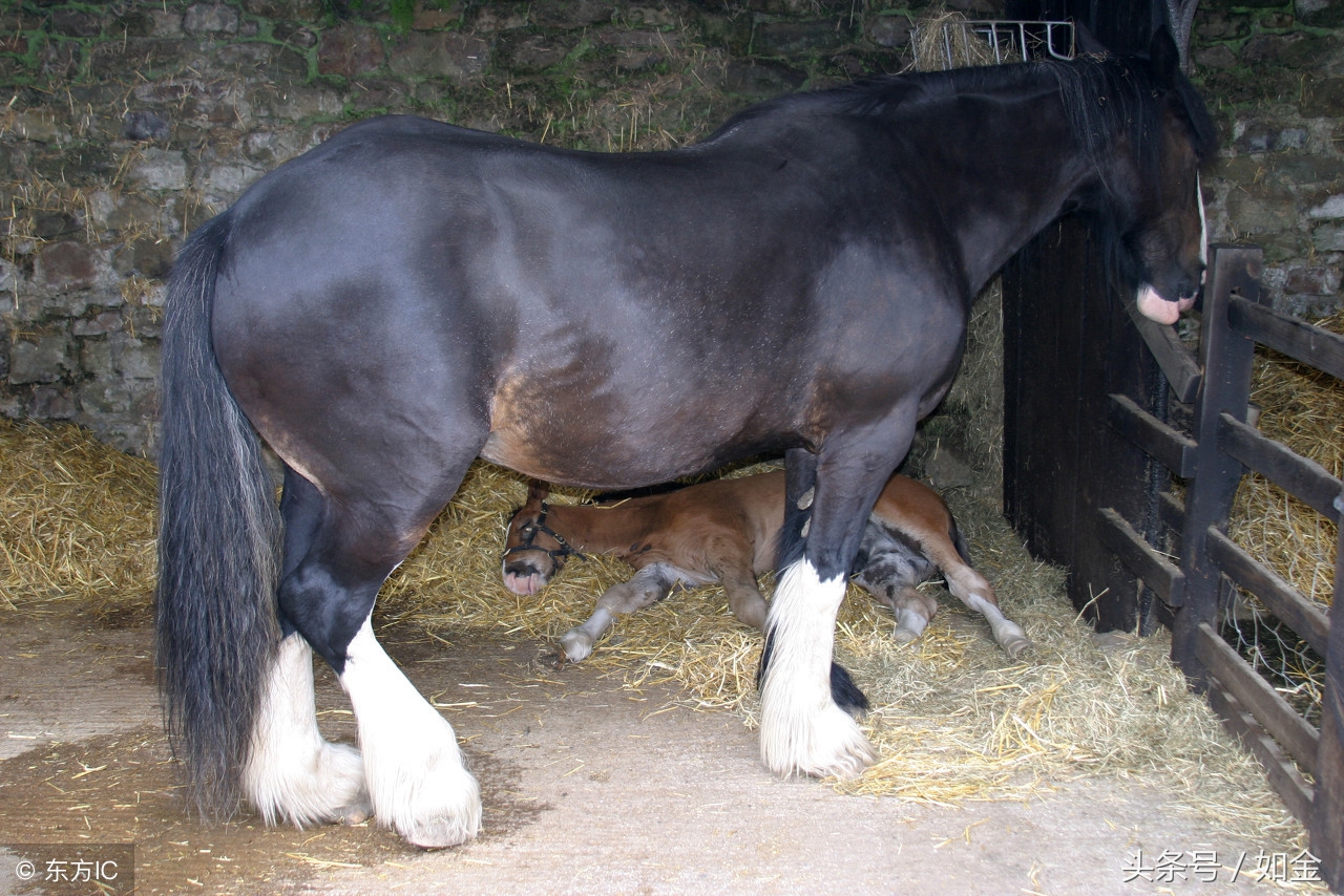 造成肉驴不孕的四种原因