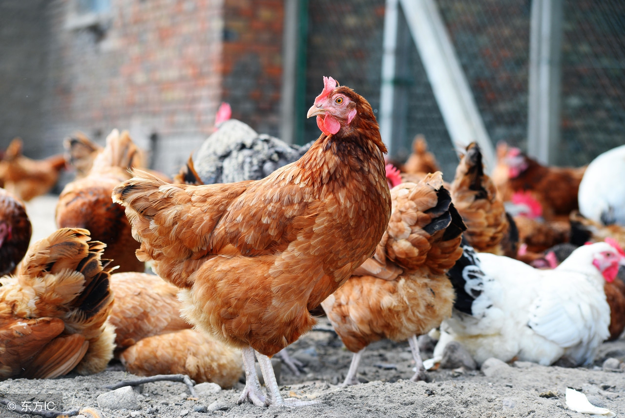 科学养鸡100个常识,养鸡要关注这三个套路