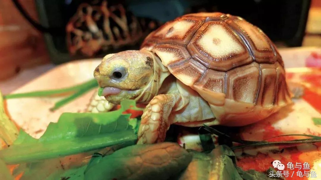 陆龟新手入门教程视频,陆龟蒙诗全集