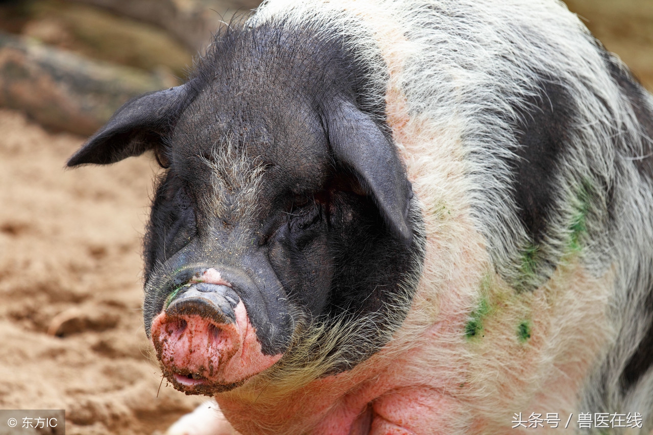 母猪难产打缩宫打什么位置,母猪难产可以打地塞米松吗