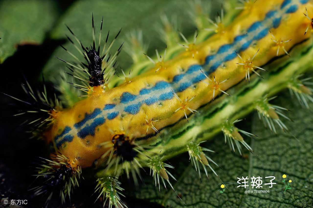 什么药适合驱赶蛇虫鼠蚁,农村怎么防蛇虫鼠蚁进屋