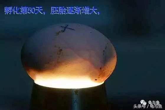 草龟刚从蛋孵化出来怎么养,草龟产蛋自然孵化条件