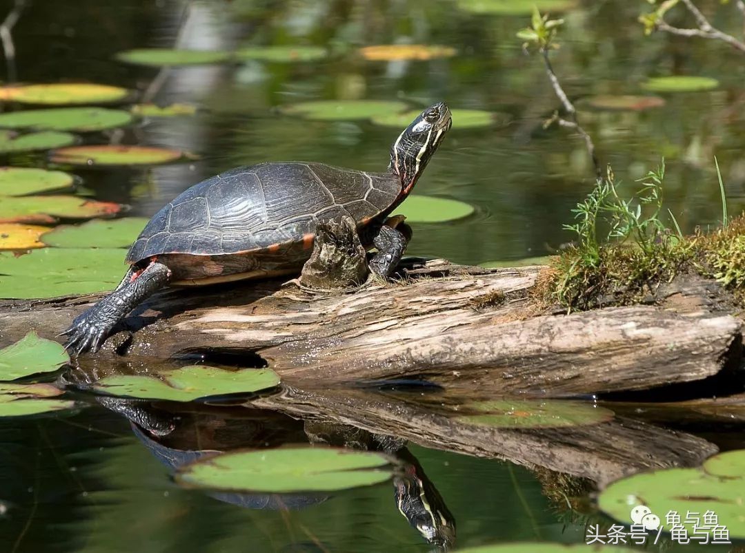 常见龟寿命,盘点最常见的龟它们的寿命是多少