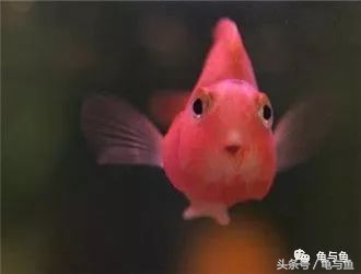 鹦鹉鱼和财神鹦鹉鱼的区别,起头鹦鹉鱼介绍